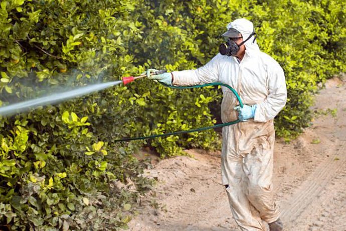 Weed Insecticide Fumigation. Industrial Chemical Agriculture. Toxic Pesticides, Pesticide On Fruit Lemon In Growing Agricultural Plantation, Spain. Man Spraying Or Fumigating Pesti, Pest Control, 2019