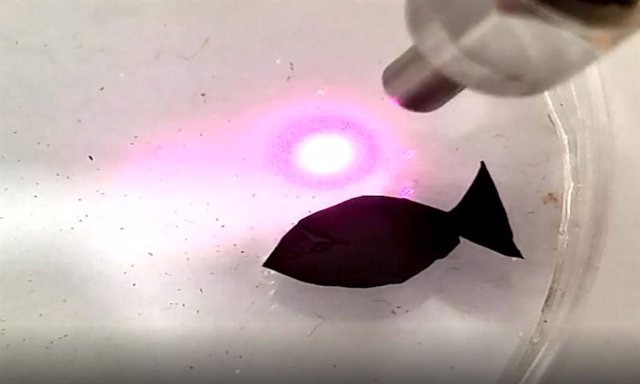 Aspecto del nuevo micro-robot con aspecto de pez movio por luz y que recoge microplástico