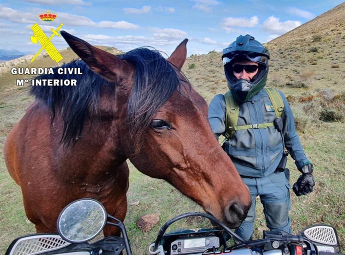 Archivo - Un agente junto a uno de los animales destinados irregularmente para consumo humano.