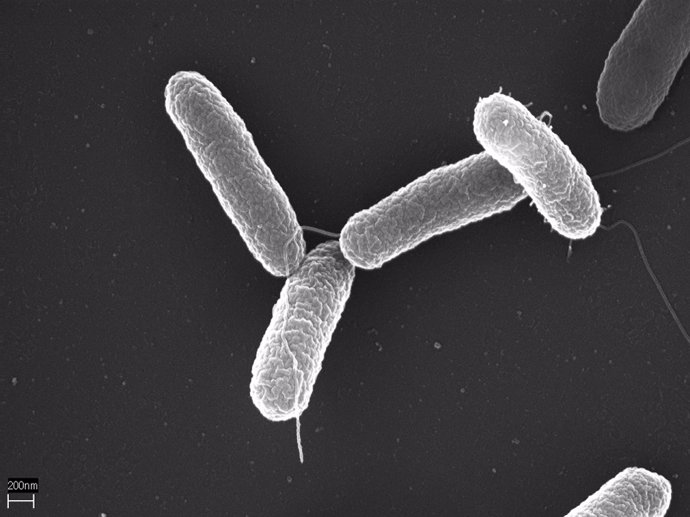 Archivo - Imagen al microscopio de Salmonella enterica serovar Typhimurium.