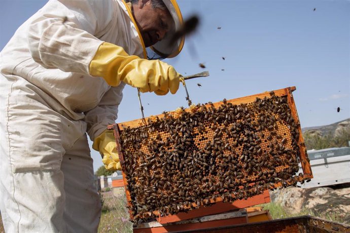 Archivo - José, el propietario de La Abeja Viajera extrae un panal de abejas para su revisión, a 29 de abril de 2022, en Navalafuente, Madrid (España). La Abeja Viajera es una empresa apícola  dedicada a la cría de abejas y ubicada en Soto del Real,
