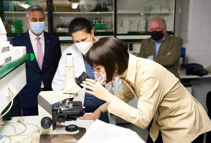Archivo - La ministra de Ciencia, Diana Morant, observa por un microscopio durante una visita al Centro Oceanográfico de Santander, a 13 de abril de 2022, en Santander, Cantabria (España). 