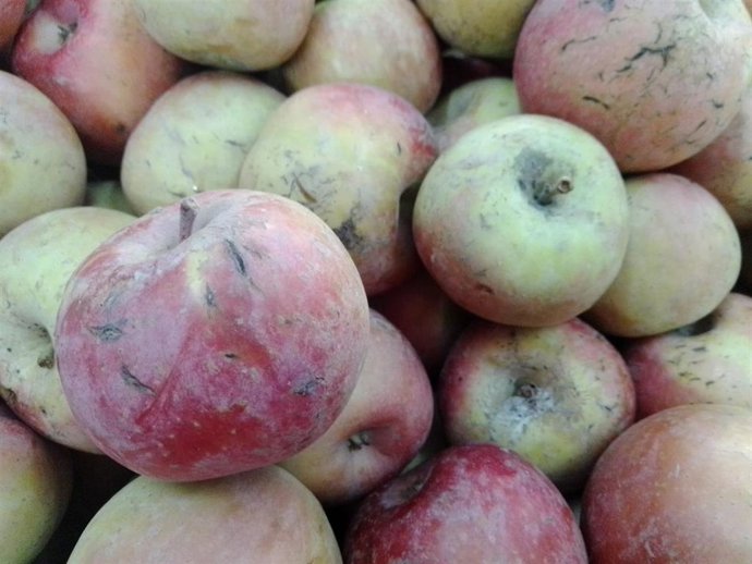 Frutas señaladas por la AMPA por su distribución en el comedor