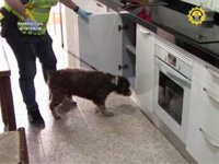 Dos detenidos por distribuir cocaína de gran pureza desde Mutxamel a todo Alicante