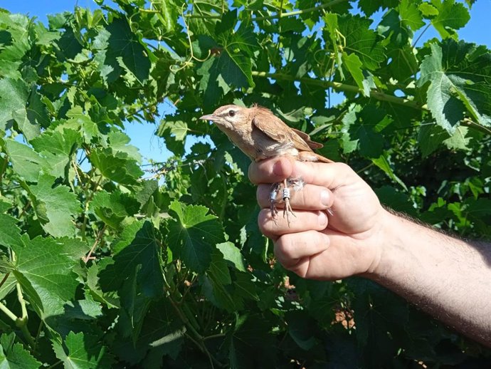 Momento antes de la suelta del ejemplar tras ser anillado.