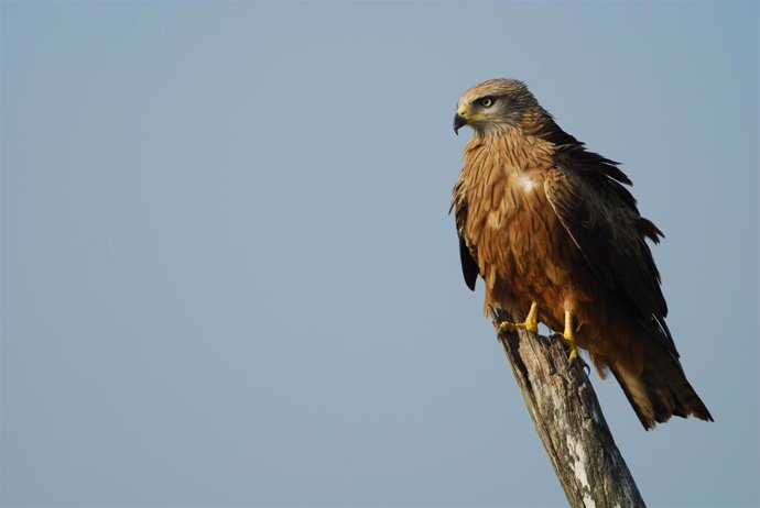 Un estudio en el que participa la UMH revela los secretos de las migraciones masivas de aves por el Sáhara