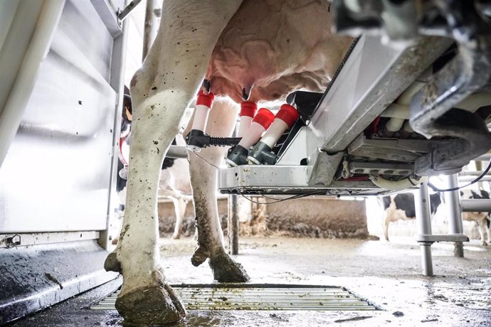 Archivo - Una máquina de ordeño ordeña a una vaca en la granja Lacturale, a 3 de abril de 2022, en Etxebarri, Navarra, (España). El grupo Sociedad Agraria de Transformación (S.A.T.) Lacturale es un proyecto de ganaderos de Navarra que tiene como objetiv
