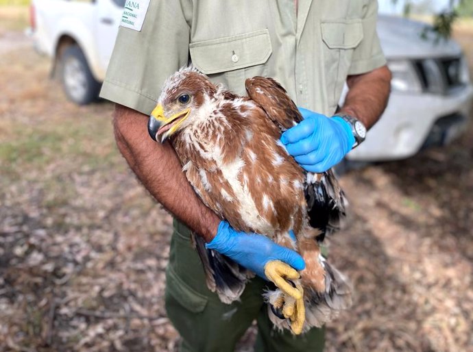 Imagen de un ejemplar de águila imperial ibérica.