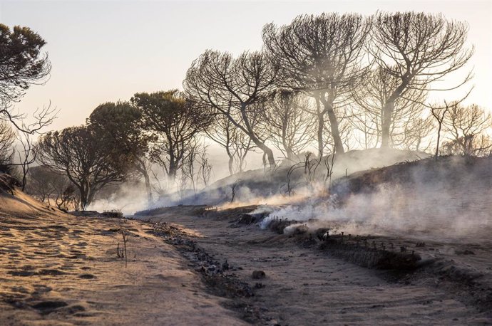 Archivo - Cuesta Maneli, calcinada tras el incendio junto a Doñana en 2017 en una imagen de archivo.