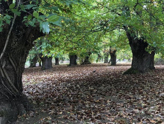 Un bosque de producción de castañas en Ourense.