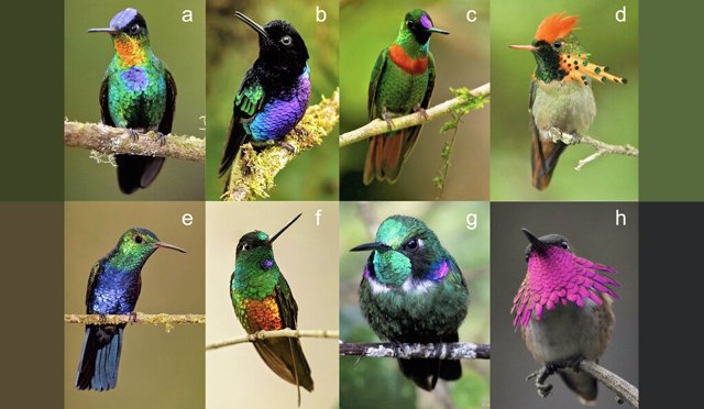 Diversidad de color en el plumaje de los colibríes