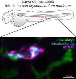Una imagen del estudio desarrollado por la UMU