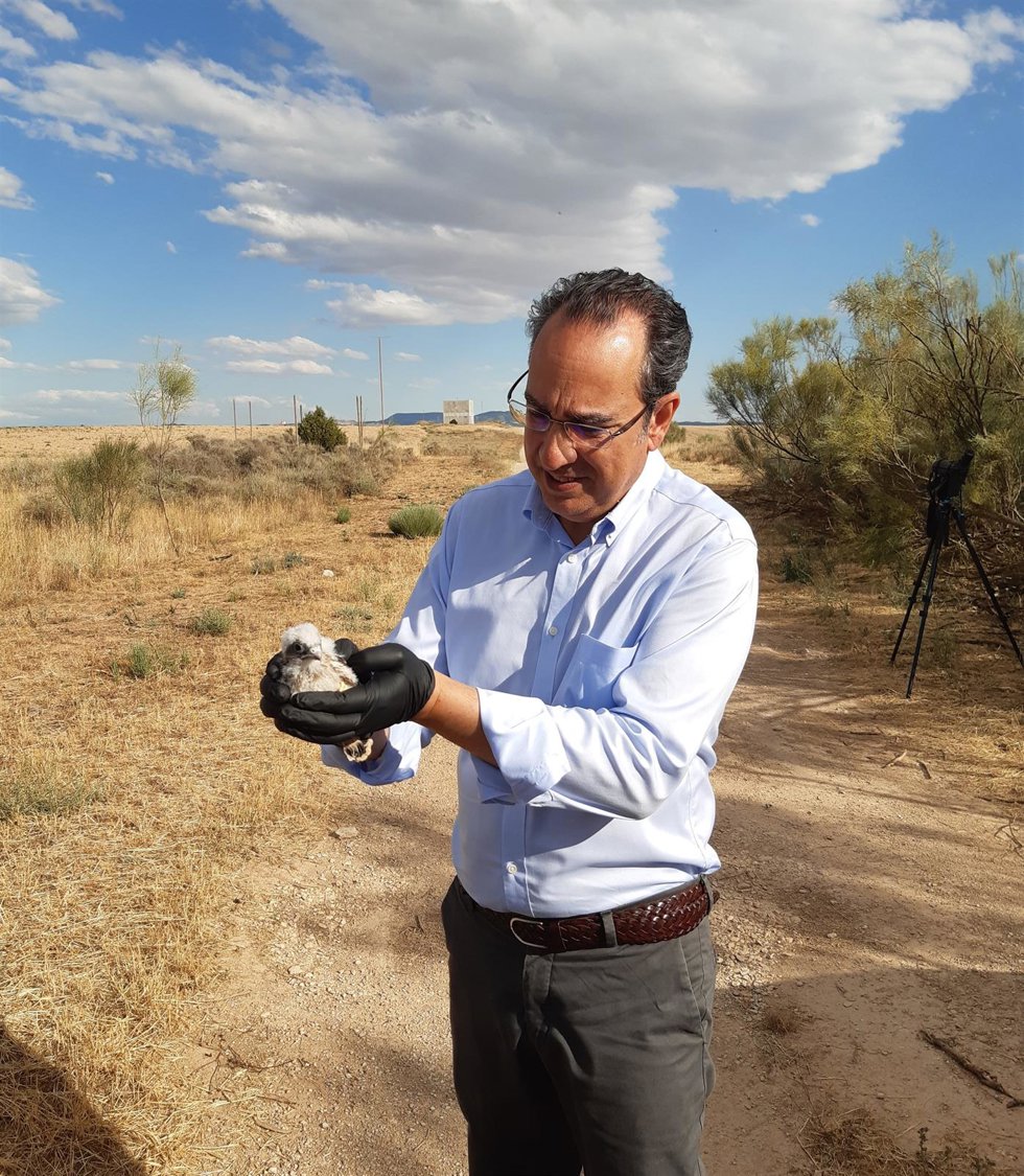 El director general de Endesa en Aragón, Ignacio Montaner, librea un pollo de cernícalo primilla