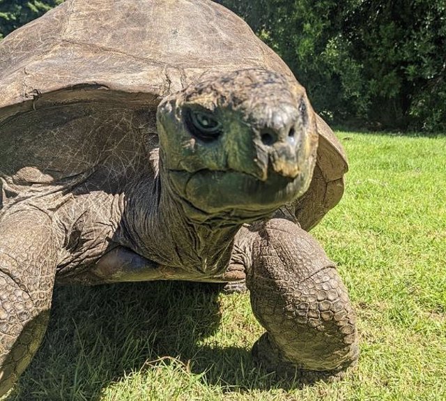 Imagen de la tortuga Jonathan, que nació en 1832.