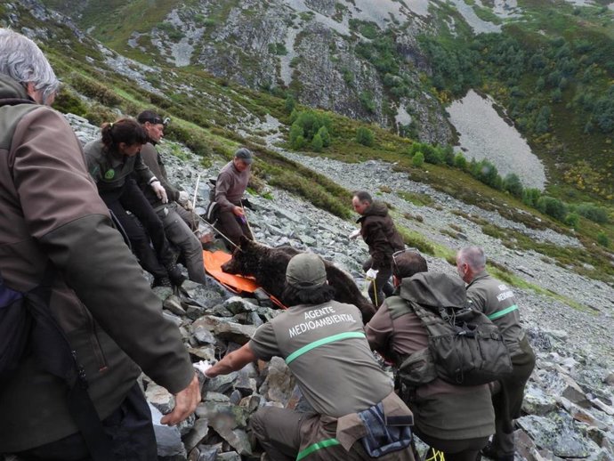 Momento de rescate del oso en el Pico Miro de Valdeprado.