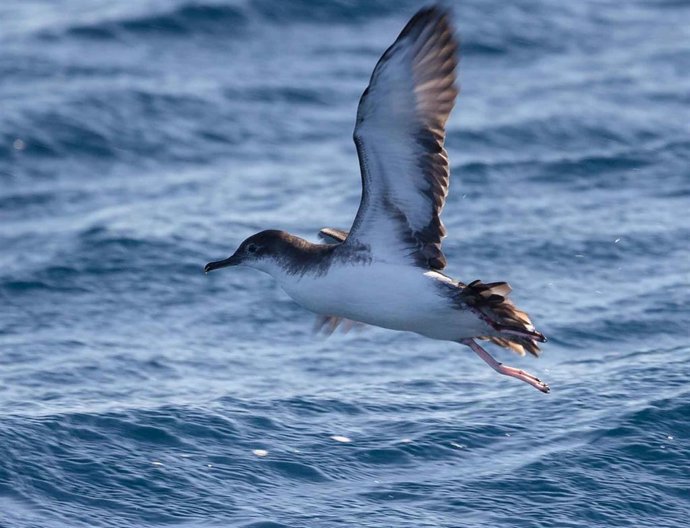Archivo - Pardela mediterránea.