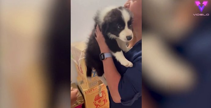 Mira la tierna reacción de esta familia al recibir a su nueva mascota