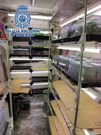 La Policía Nacional interviene más de 2.800 plantas de marihuana en la zona Norte de Granada