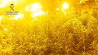 Desmantelan un laboratorio de marihuana con casi 2.000 plantas en una nave de sofás de Sueca