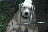 La Policía Adscrita denuncia en Almería a casi 20 propietarios de perros potencialmente peligrosos en lo que va de año