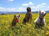 La Diputación de Segovia promoverá el turismo de mascotas