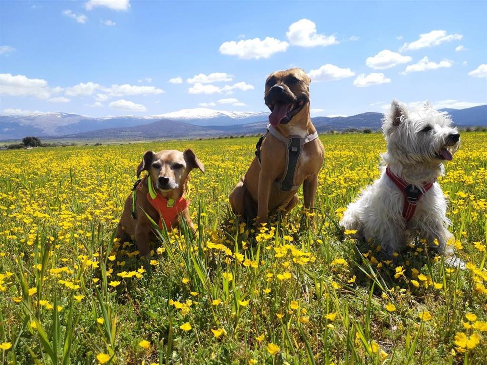 Mascostas, perros.