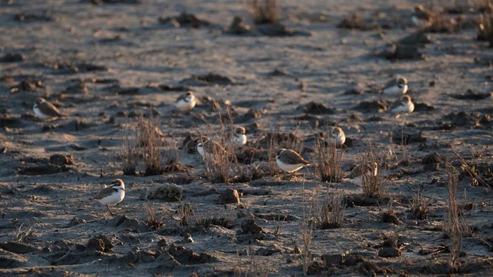 Chorlitejo patinegro.