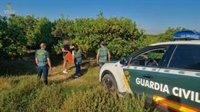 Intervienen más de 11.200 kg de naranjas robadas con un valor de mercado de 3.300 euros