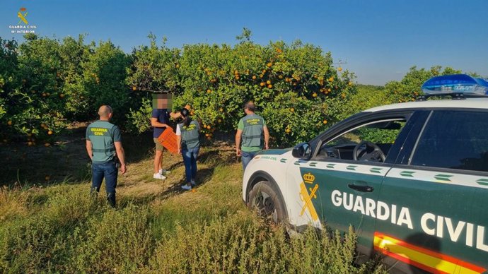 La Guardia Civil interviene más de 11.200 kg de naranjas sustraídas