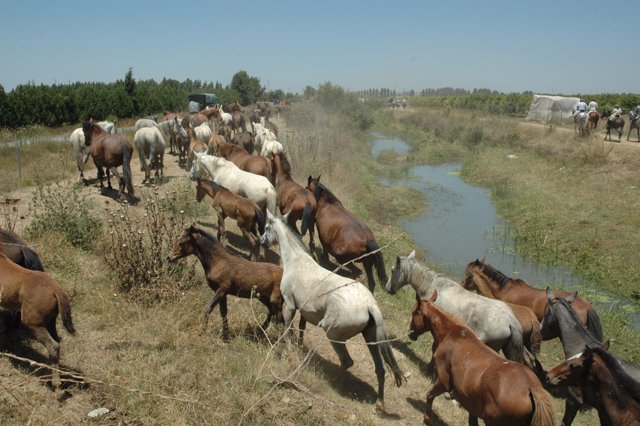 Saca De Las Yeguas En Almonte.