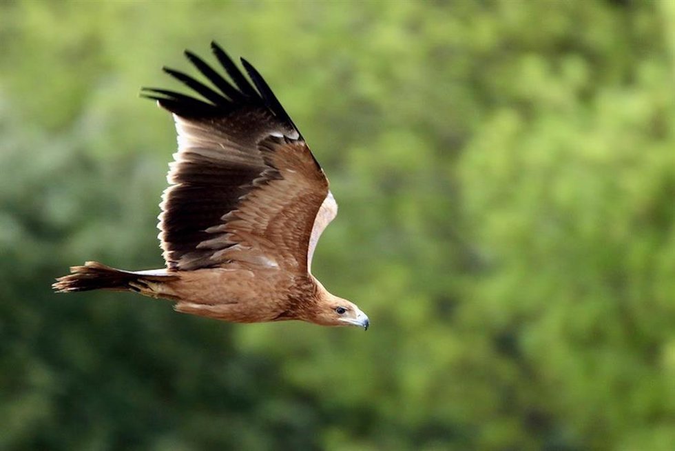 Águila Imperial Ibérica