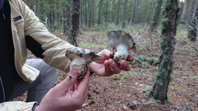 Recolección de setas en una temporada atípica.