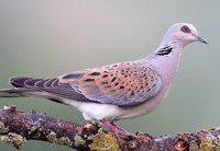 Las aves migratorias sucumben ante infraestructuras, caza y clima