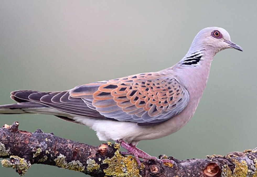 Tórtola europea
