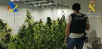 Desmanteladas dos plantaciones de marihuana 'indoor' en Manises y Palmera