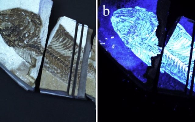 Biofinder detección de restos biológicos en fósiles de peces. (a) Imagen de luz blanca de un fósil de pez de la formación Green River (b) Imagen de fluorescencia del fósil de pez obtenido por el Biofinder.