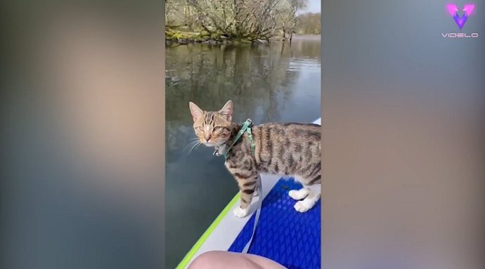 Las increíbles habilidades de este gato: trepa, salta y hasta monta a caballo