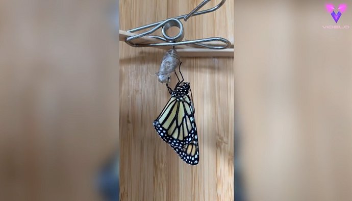 Mira la transformación de estos gusanos en preciosas mariposas monarca: no te lo puedes perder