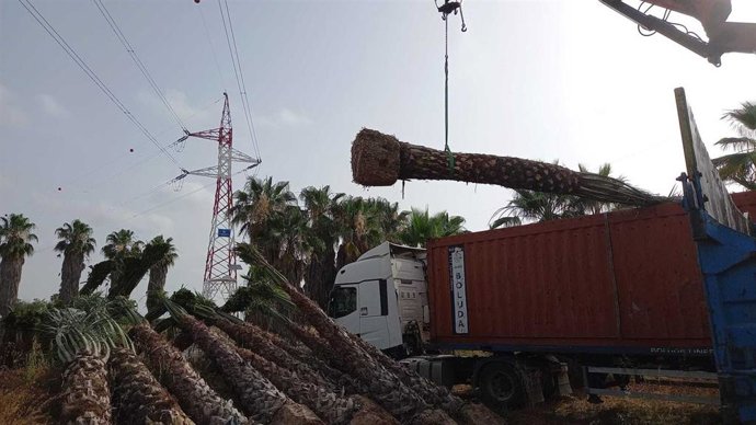 Cort comenzará este martes la siembra de una veintena de palmeras en el paseo Sagrera