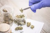 Foto: La Comisión de Sanidad del Congreso avala la regulación del cannabis con fines terapéuticos