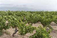 ARAG-ASAJA rechaza la propuesta de Agroseguro de "incrementar hasta un 20 por ciento del coste del seguro de uva"