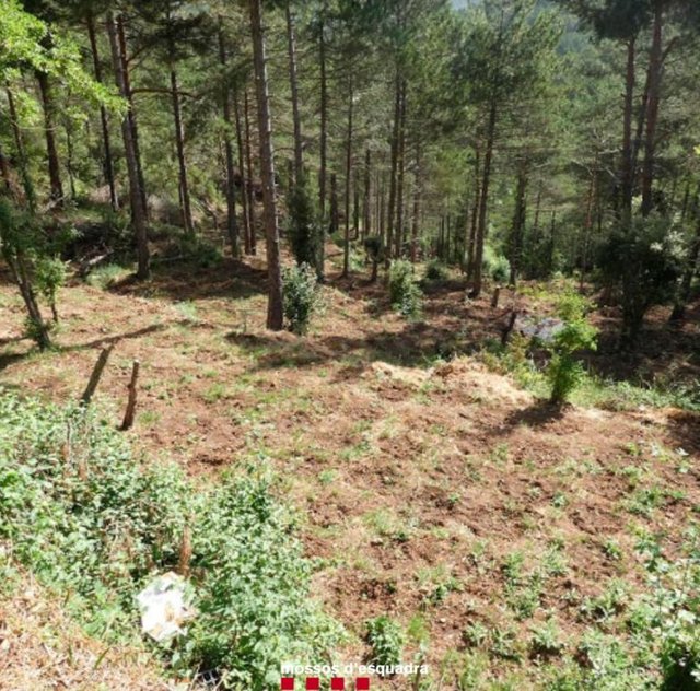 Plantació de marihuana desmantellada a la Febró (Tarragona) 
