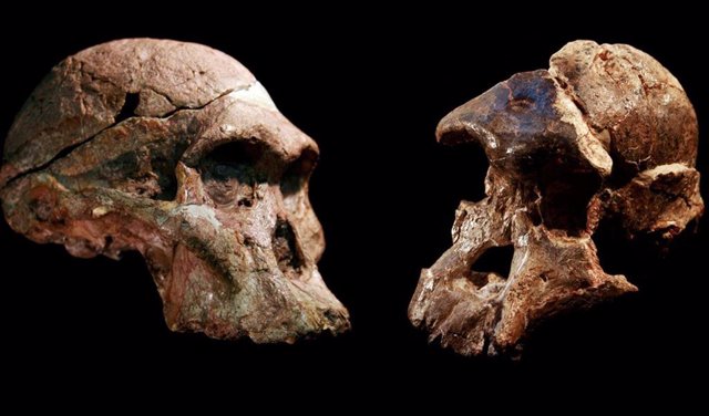 Cráneos de Australopithecus que se encontraron en las cuevas de Sterkfontein, Sudáfrica. El relleno de la cueva Sterkfontein que contiene este y otros fósiles de Australopithecus data de hace 3,4 a 3,6 millones de años, mucho más antiguo de lo pensado