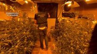 Un detenido y desmantelada una plantación de marihuana con 364 plantas en El Cubillo de Uceda