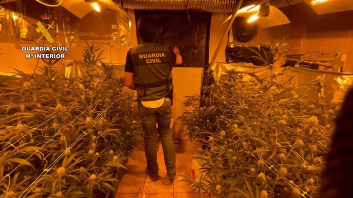 La Guardia Civil desmantela una plantación de marihuana 'indoor' en El Cubillo de Uceda (Guadalajara).