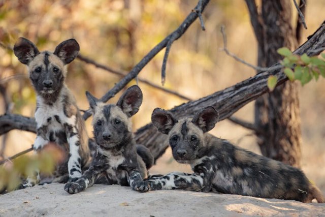 Archivo - Cachorros de perro salvaje africano