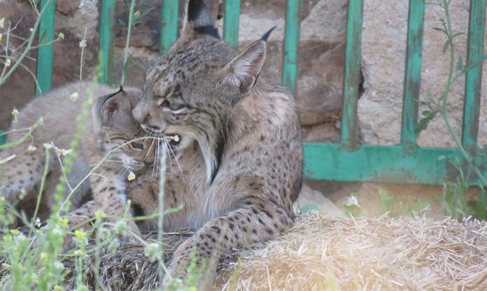 Odrina, hembra de lince que ha criado en Ciudad Real