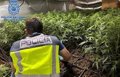 Intervenida en un piso de Bilbao una plantación de marihuana con 1.212 plantas