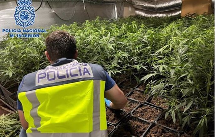 Un agente de Policía durante una operación en una plantación de marihuana