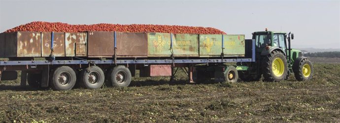 Archivo - Camión transporta tomate